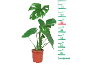 Plantă monstera în ghiveci cu scară de măsurare de la 10 la 75 cm.