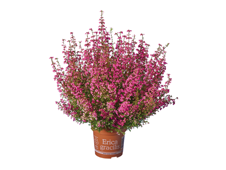 Plantă Erica gracilis în ghiveci cu flori roz, pe fundal negru.