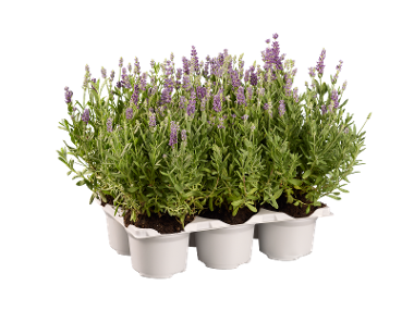 Lavanda, 6 bucati