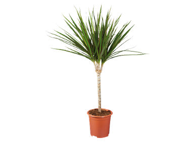 Plante verzi