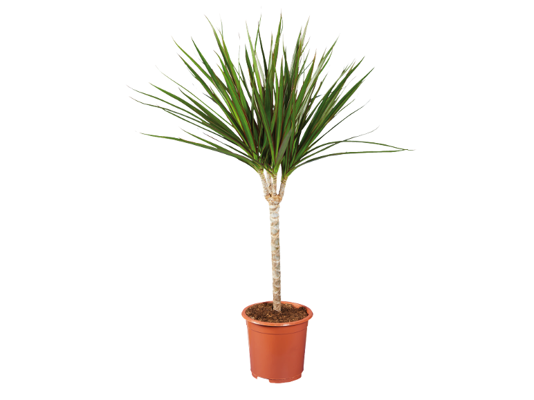 Plantă de dracaena cu frunze verzi și roșii într-un ghiveci de teracotă.