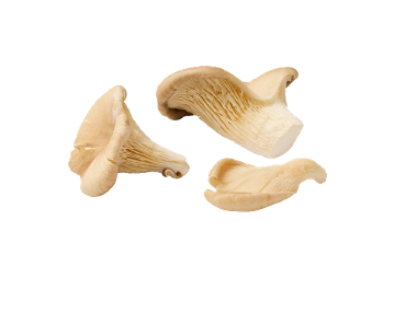 Ciuperci Pleurotus