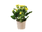 Plantă de kalanchoe cu flori galbene într-un ghiveci bej