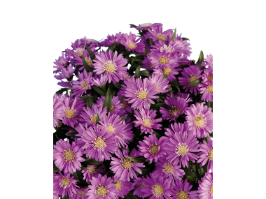 Aster novi in ghiveci