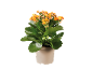 Plantă de kalanchoe cu flori portocalii într-un ghiveci crem.