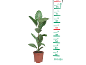 Plantă de cauciuc în ghiveci cu scară de măsurare de la 10 la 90 cm