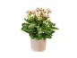 Plantă de kalanchoe cu flori roz într-un ghiveci bej.