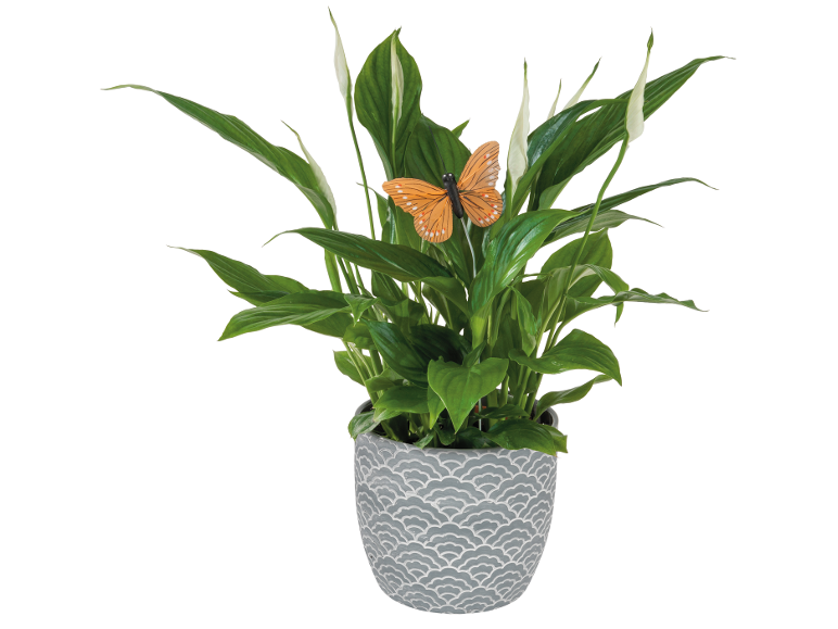 Crinul păcii cu fluture decorativ într-un ghiveci gri cu model de solzi.
