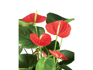 Plante verzi decorative