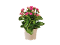 Plantă de kalanchoe înflorită cu flori roz într-un ghiveci crem.