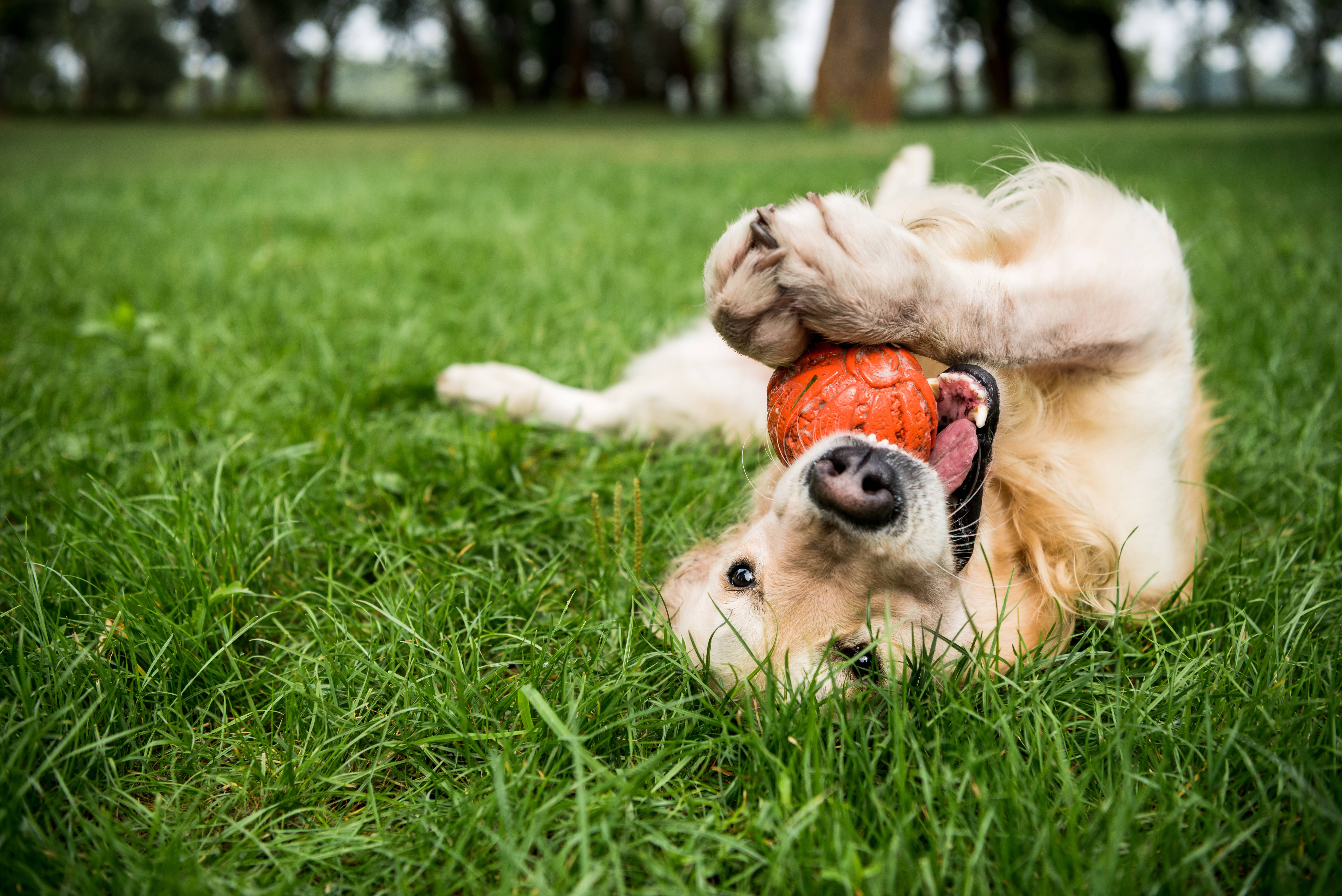 Golden retriever culcat pe spate în iarbă, jucându-se cu o minge portocalie.