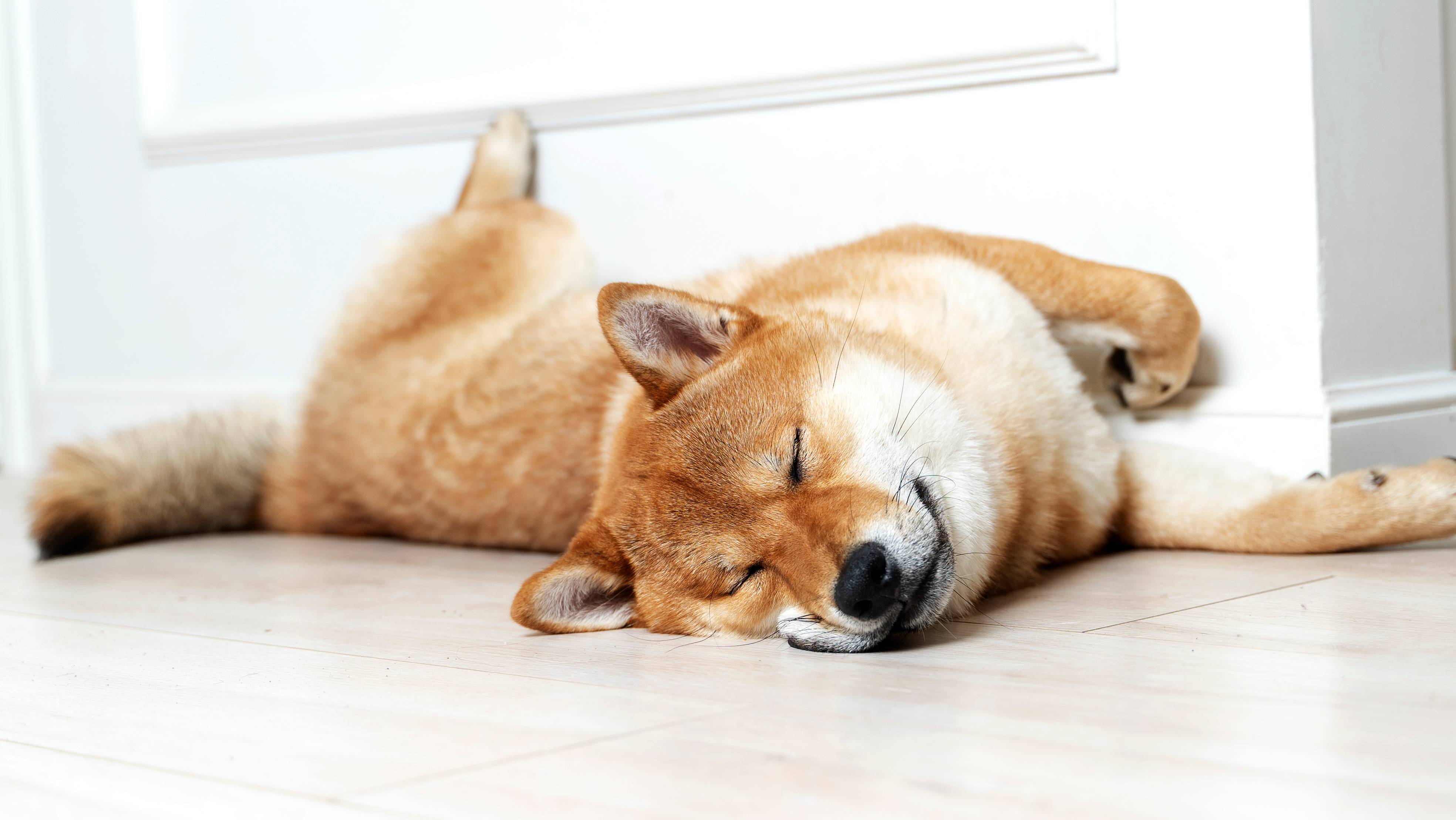 Câine Shiba Inu adormit, întins pe podea lângă perete.