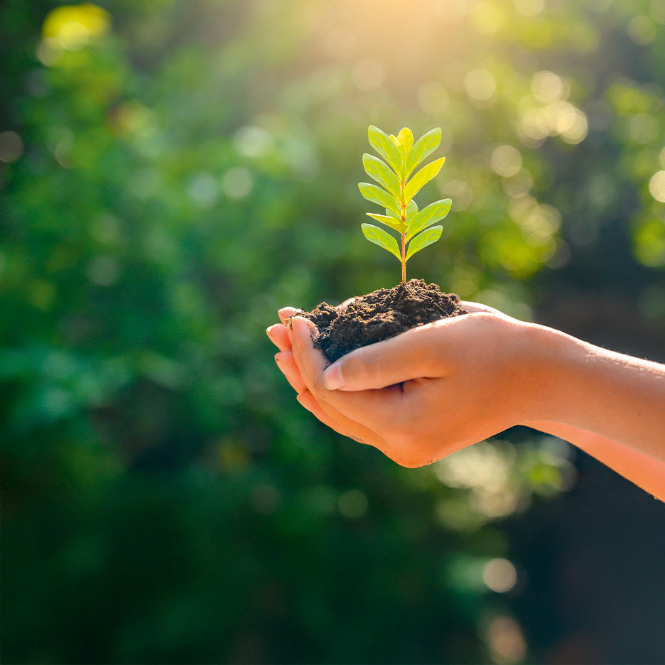 O plantă tânără crește din pământ în mâinile cuiva, cu fundal verde estompat și lumină solară.