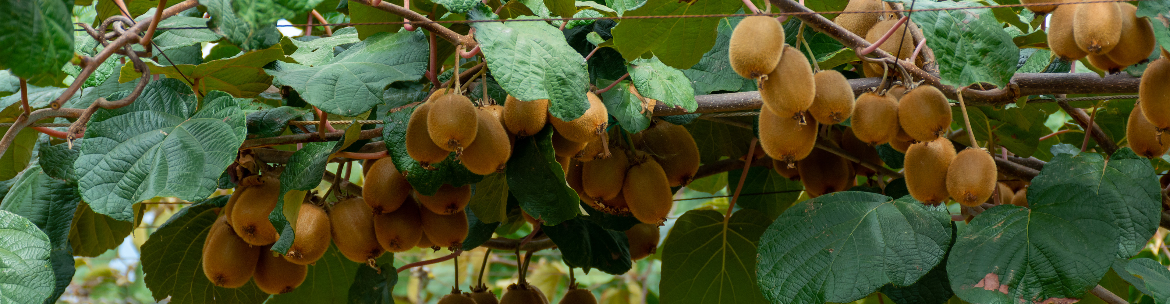 PLANTEAZĂ UN KIWI ÎN GRĂDINĂ SAU ÎN GHIVECI