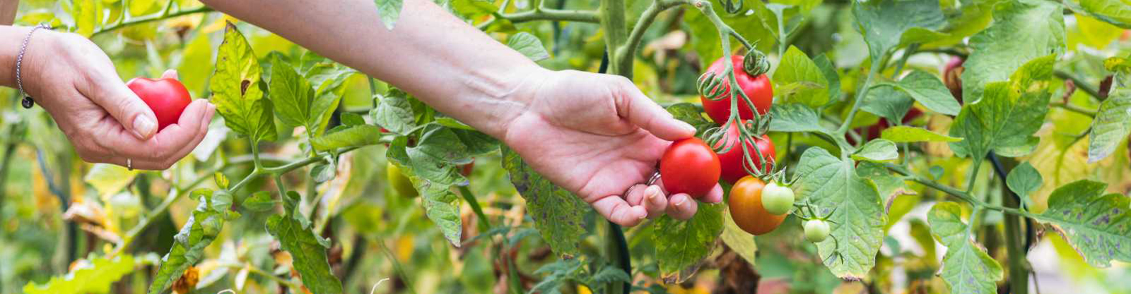 Cum recunoști produsele BIO?