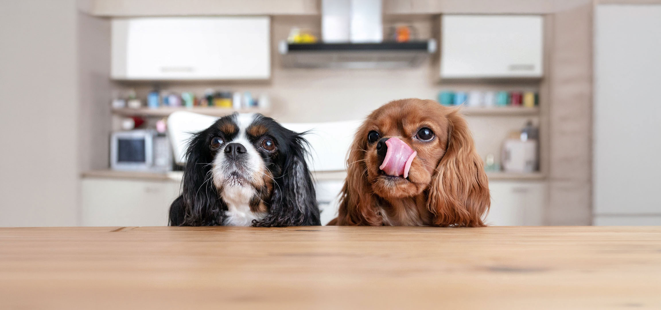 Generat de AI: Doi câini Cavalier King Charles Spaniel, unul tricolor și unul roșcat, privind de la o masă.