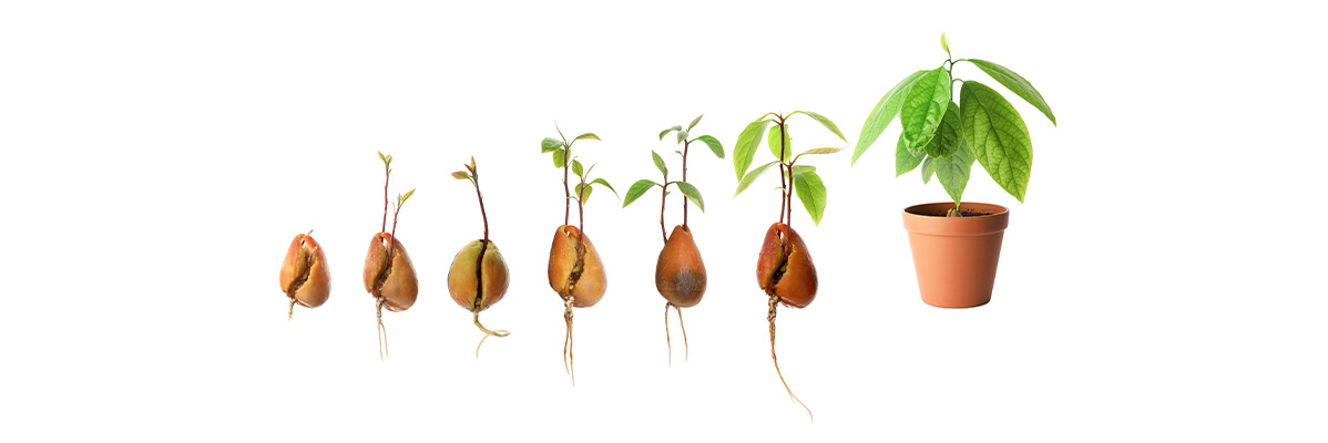 Avocado: etapele de creștere de la sămânță la plantă în ghiveci.