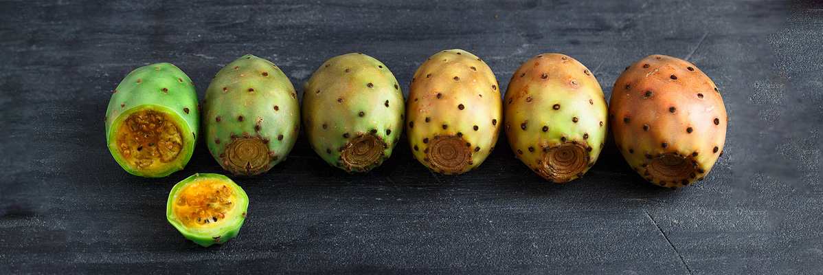 Fructe de cactus de figă la diferite stadii de maturare.