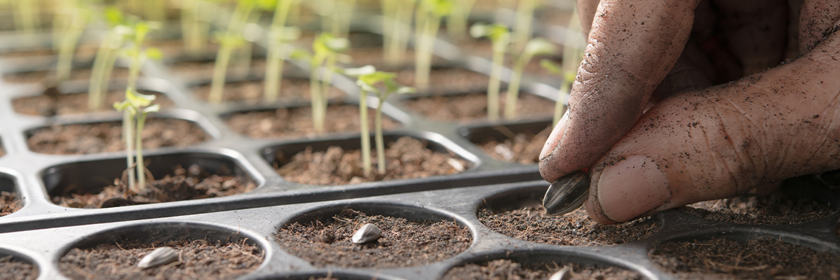 Semințe de floarea-soarelui plantate în tăvițe.