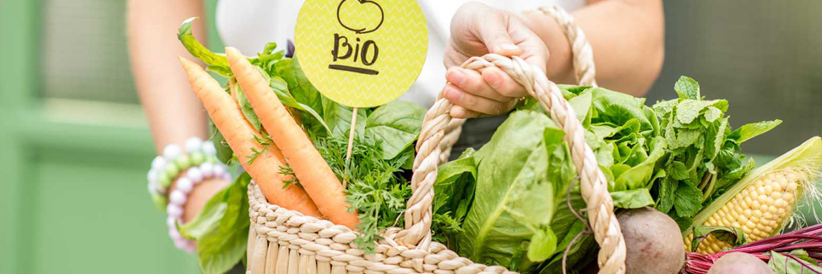 Legume bio într-un coș: morcovi, salată și porumb.