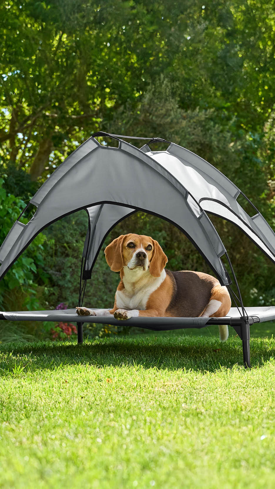 Descoperă accesorii și jucării pentru animalele de companie