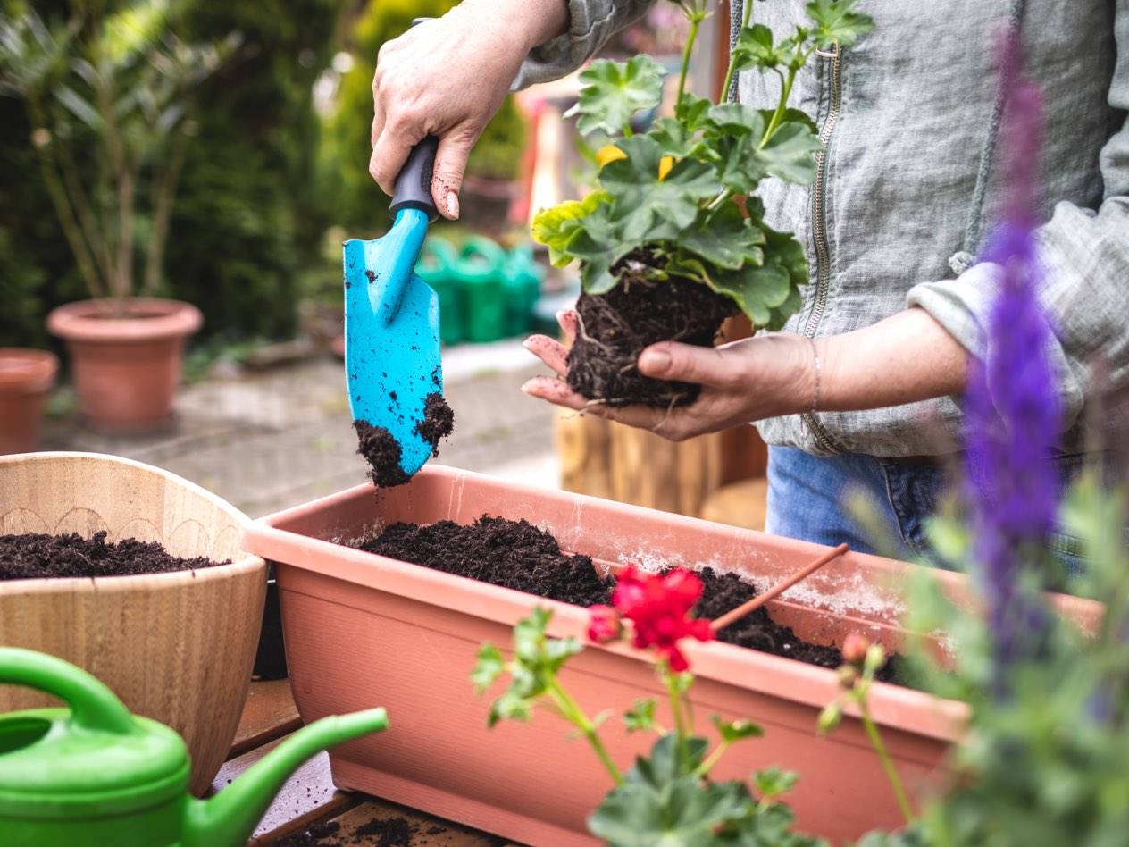 Plantele în ghiveci creează o atmosferă primitoare în orice cămin și completează decorul teraselor și grădinilor, iar dacă știi cum să ai grijă de ele, te vor răsplăti cu flori frumoase și cu frunze noi și lucioase.